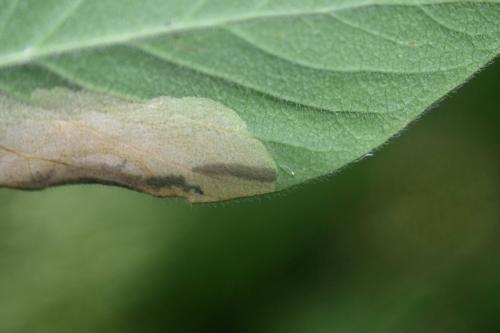 Perittia herrichiella